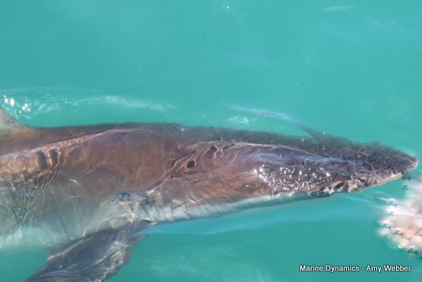 Bronze whaler shark, Shark cage diving, Gansbaai, Western Cape