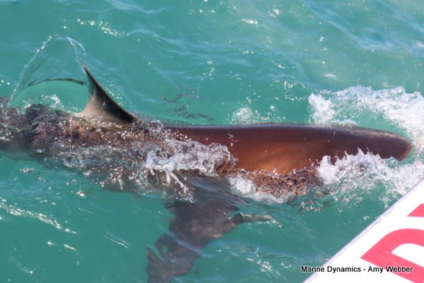 Bronze whaler shark, Shark cage diving, Gansbaai, Western Cape
