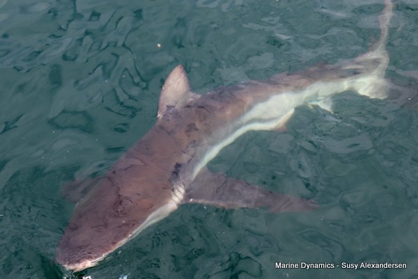 Bronze whaler shark, Shark cage diving, Gansbaai, Western Cape