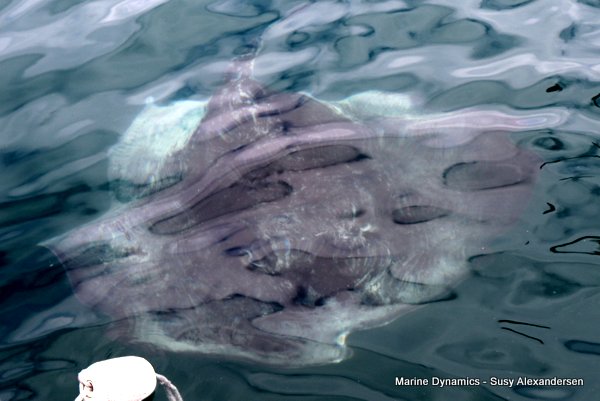 Short tail stingray, Shark cage diving, Gansbaai, Western Cape