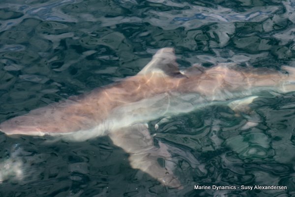 Bronze whaler shark, Shark cage diving, Gansbaai, Western Cape