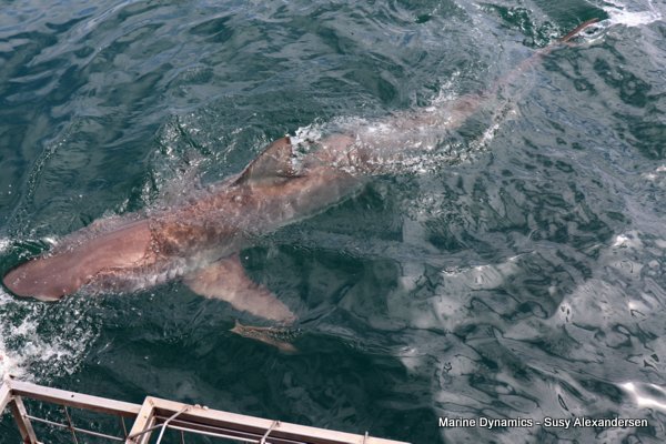 Bronze whaler shark, Shark cage diving, Gansbaai, Western Cape