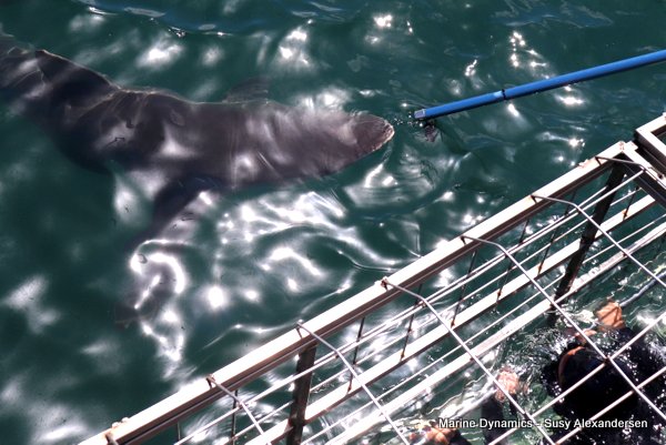 Bronze whaler shark, Shark cage diving, Gansbaai, Western Cape