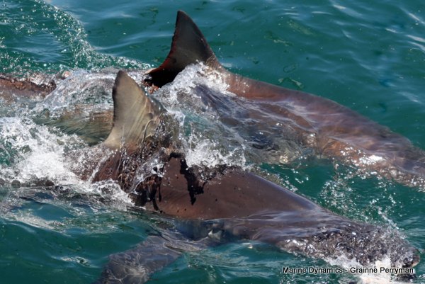 Bronze whaler shark, Shark cage diving, Gansbaai, Western Cape