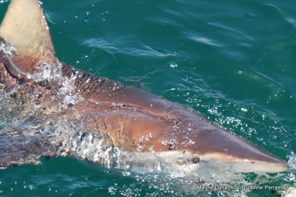 Bronze whaler shark, Shark cage diving, Gansbaai, Western Cape