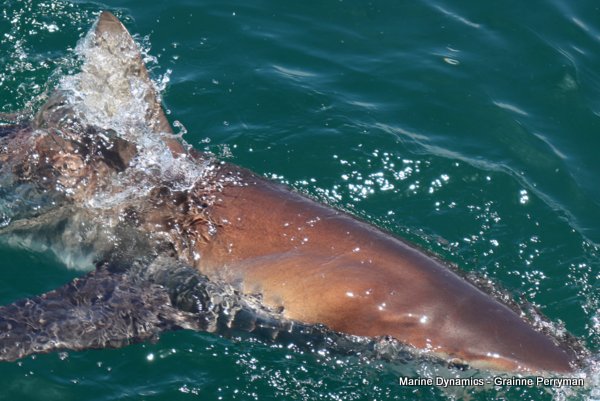 Bronze whaler shark, Shark cage diving, Gansbaai, Western Cape