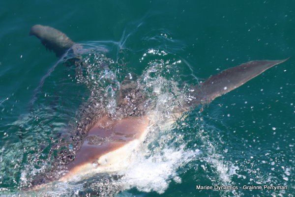 Bronze whaler shark, Shark cage diving, Gansbaai, Western Cape