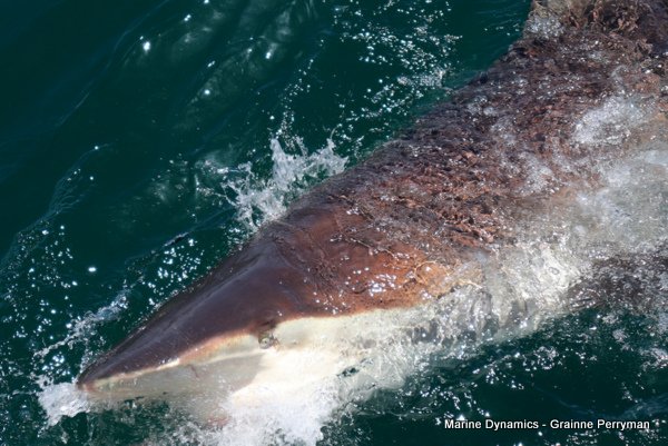 Bronze whaler shark, Shark cage diving, Gansbaai, Western Cape