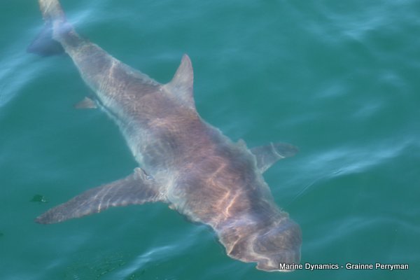 Bronze whaler shark, Shark cage diving, Gansbaai, Western Cape