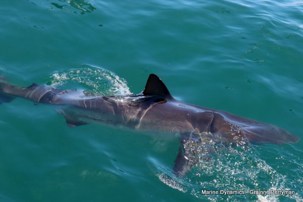Bronze whaler shark, Shark cage diving, Gansbaai, Western Cape
