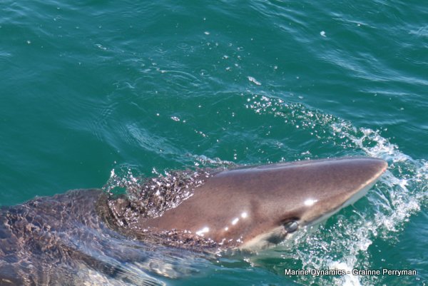 Bronze whaler shark, Shark cage diving, Gansbaai, Western Cape