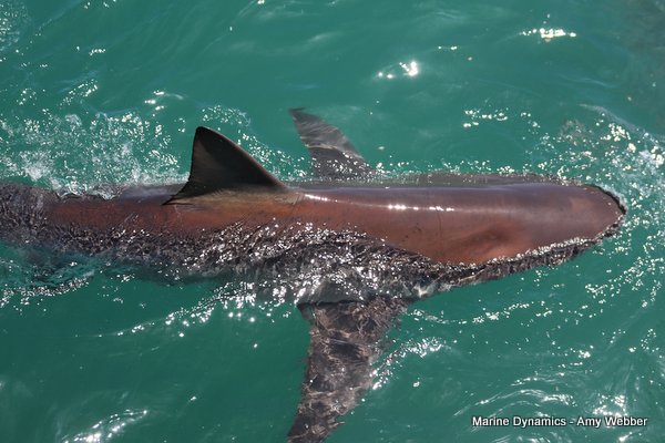 Bronze whaler shark, Shark cage diving, Gansbaai, Western Cape