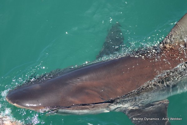 Bronze whaler shark, Shark cage diving, Gansbaai, Western Cape