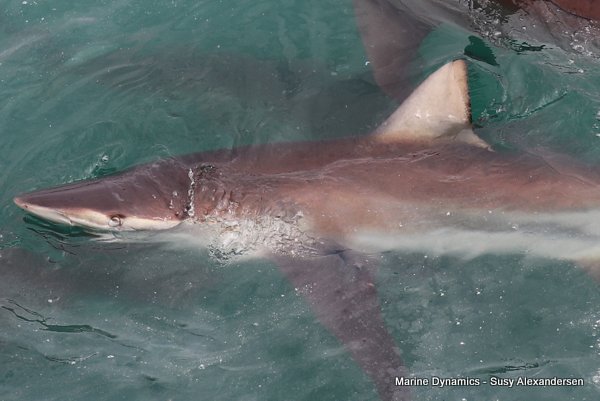 Bronze whaler shark, Shark cage diving, Gansbaai, Western Cape