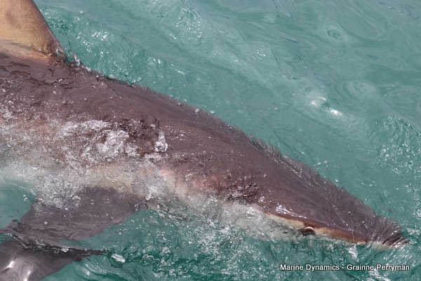 Bronze whaler shark, Shark cage diving, Gansbaai, Western Cape