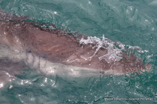 Bronze whaler shark, Shark cage diving, Gansbaai, Western Cape