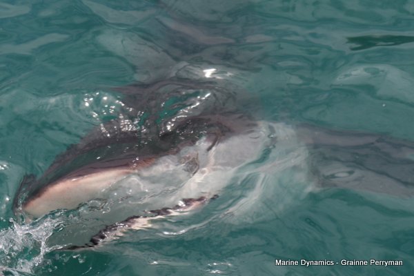 Bronze whaler shark, Shark cage diving, Gansbaai, Western Cape