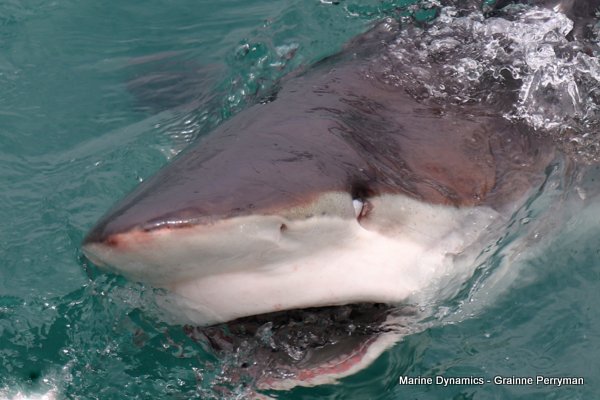Bronze whaler shark, Shark cage diving, Gansbaai, Western Cape