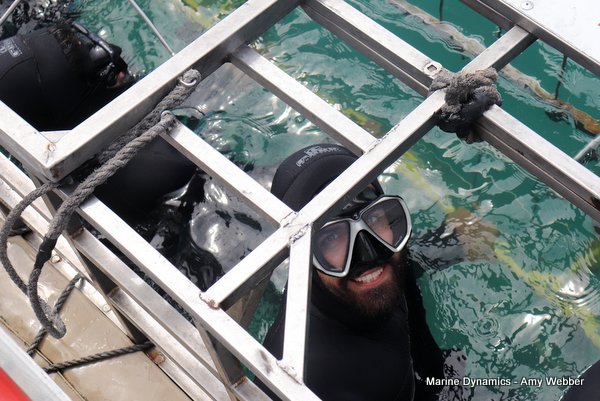 Shark Cage Diving, South Africa