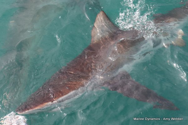 Bronze whaler shark, Shark cage diving, Gansbaai, Western Cape