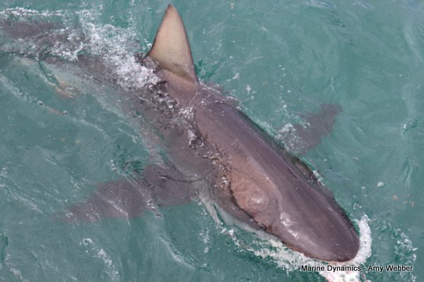 Bronze whaler shark, Shark cage diving, Gansbaai, Western Cape