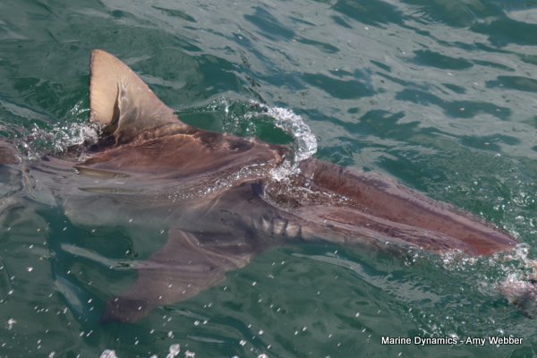 Bronze whaler shark, Shark cage diving, Gansbaai, Western Cape
