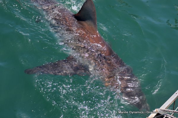 Bronze whaler shark, Shark cage diving, Gansbaai, Western Cape
