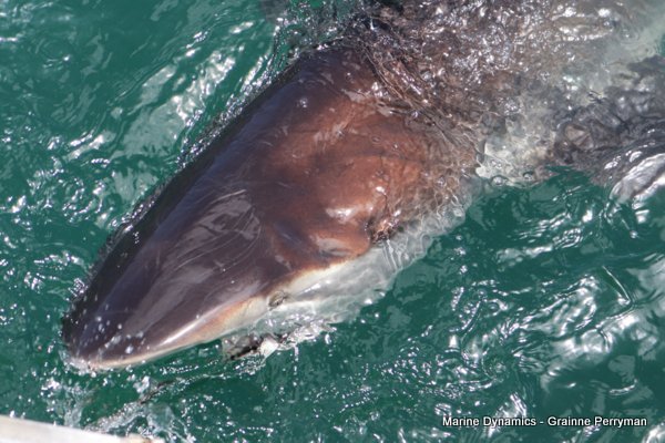 Bronze whaler shark, Shark cage diving, Gansbaai, Western Cape