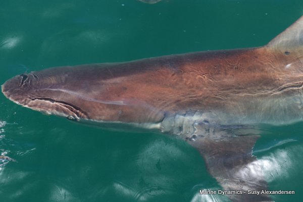 Bronze whaler shark, Shark cage diving, Gansbaai, Western Cape