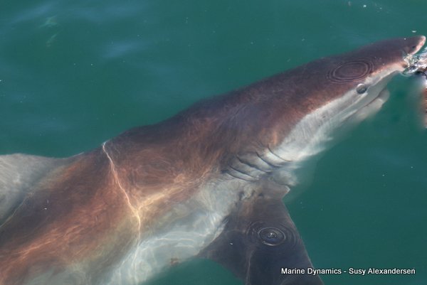 Bronze whaler shark, Shark cage diving, Gansbaai, Western Cape