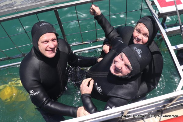 Bronze whaler shark, Shark cage diving, Gansbaai, Western Cape