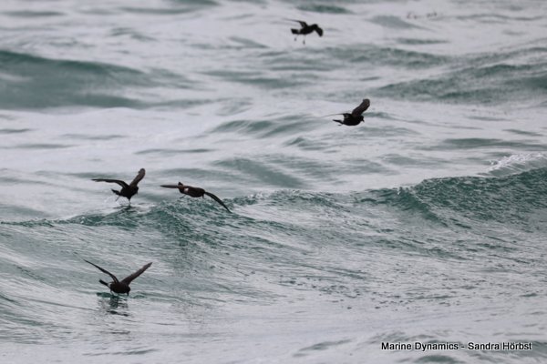 Storm Petrels,  Shark cage diving, Gansbaai, Western Cape