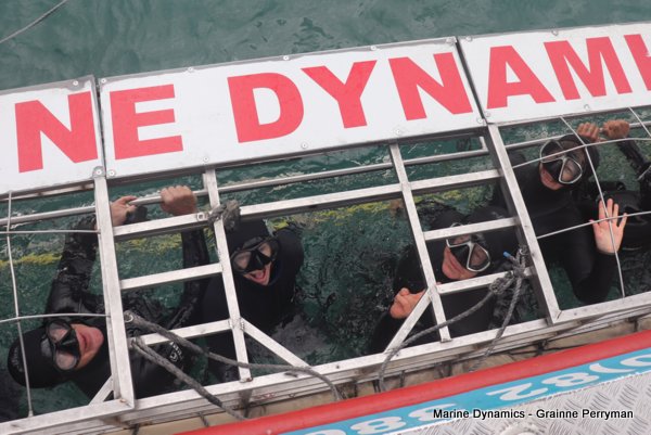 Shark cage diving, Gansbaai, Western Cape