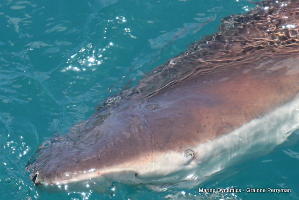 Bronze whaler shark, Shark cage diving, Gansbaai, Western Cape