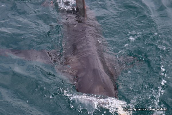 Bronze whaler shark, South Africa