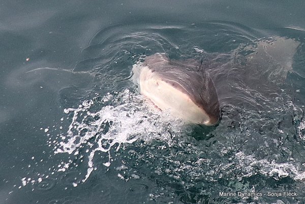 Bronze whaler Shark, Shark Cage Diving, South Africa