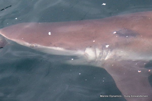 Bronze whaler shark, Shark cage diving, Gansbaai, Western Cape