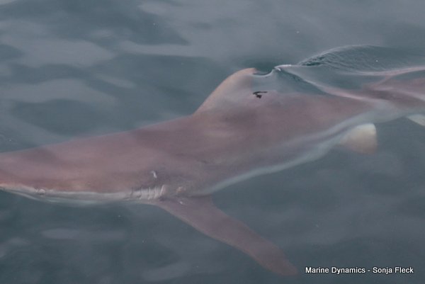 Bronze whaler Shark, Shark Cage Diving, South Africa