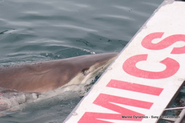 Bronze whaler shark, Shark cage diving, Gansbaai, Western Cape