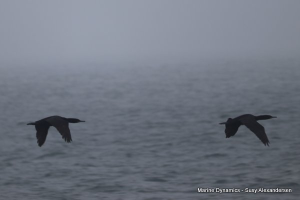 Cape Comorants, Shark cage diving, Gansbaai, Western Cape