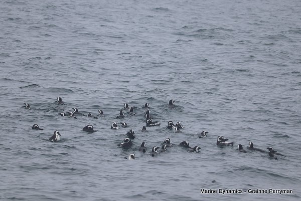 African Penguin, South Africa