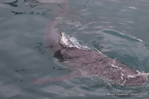 Bronze whaler shark, Shark cage diving, Western cape, South Africa