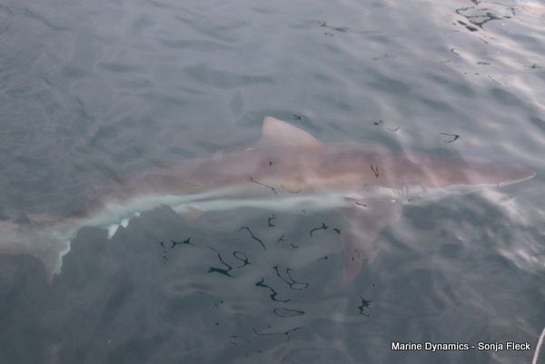 Bronze whaler shark, Shark cage diving, Western cape, South Africa