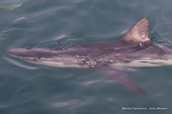Bronze whaler shark, South Africa