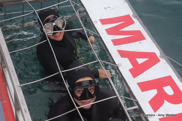 Shark Cage Diving, South Africa