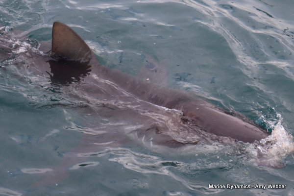Bronze whaler shark, South Africa