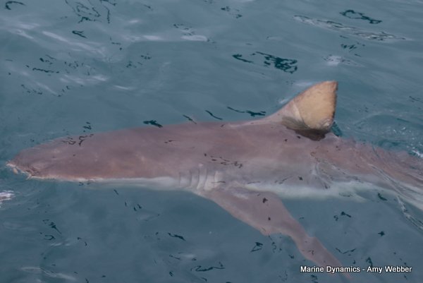 Bronze whaler shark, South Africa