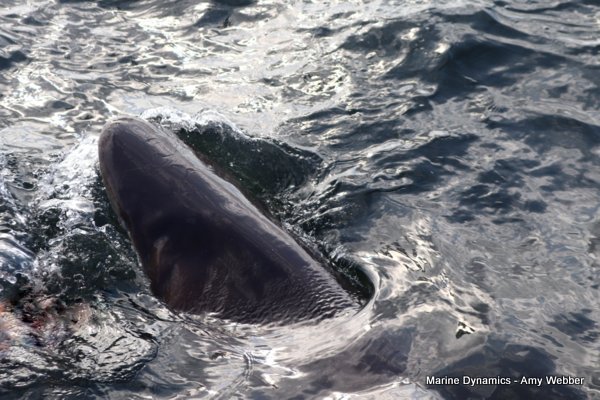 Bronze whaler sharks, South Africa