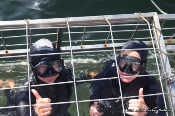 Shark cage diving, South Africa