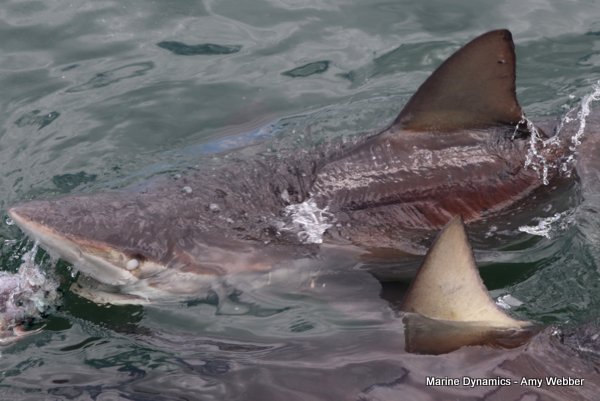Bronze whaler shark, South Africa